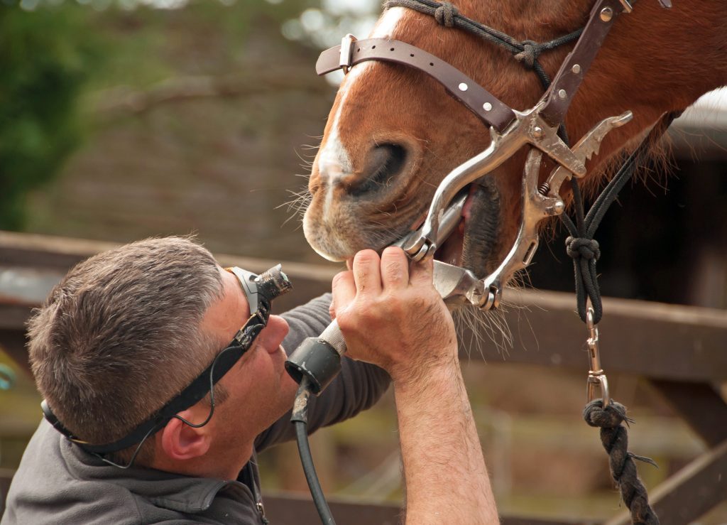 equine oral health importance